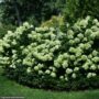 Hydrangea Paniculata – Little Lime – #5 Container